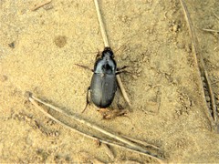Harpalus dimidiatus
