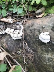 Schizophyllum commune
