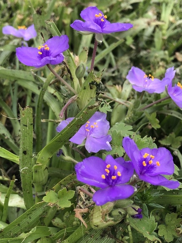Tradescantia humilis, photograph 6