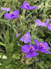 Tradescantia humilis
