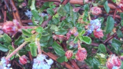 Ceanothus foliosus foliosus