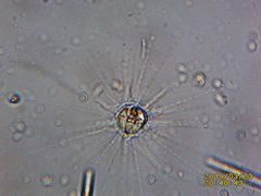 Heliozoa