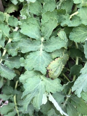 Chelidonium majus