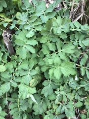 Chelidonium majus