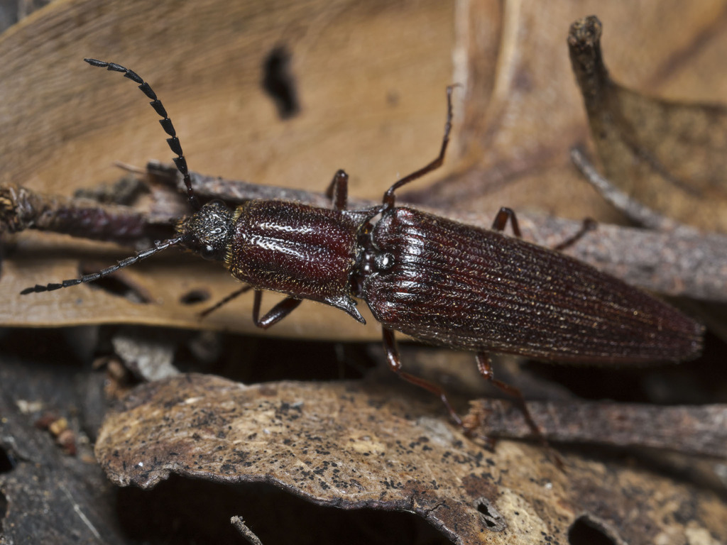 Elatichrosis exarata