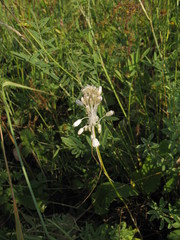 Allium podolicum