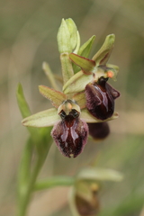 Ophrys sphegodes massiliensis