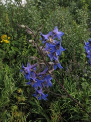 Delphinium cuneatum