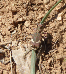Cicindela sylvicola