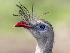 Red-Legged Seriema photo 1