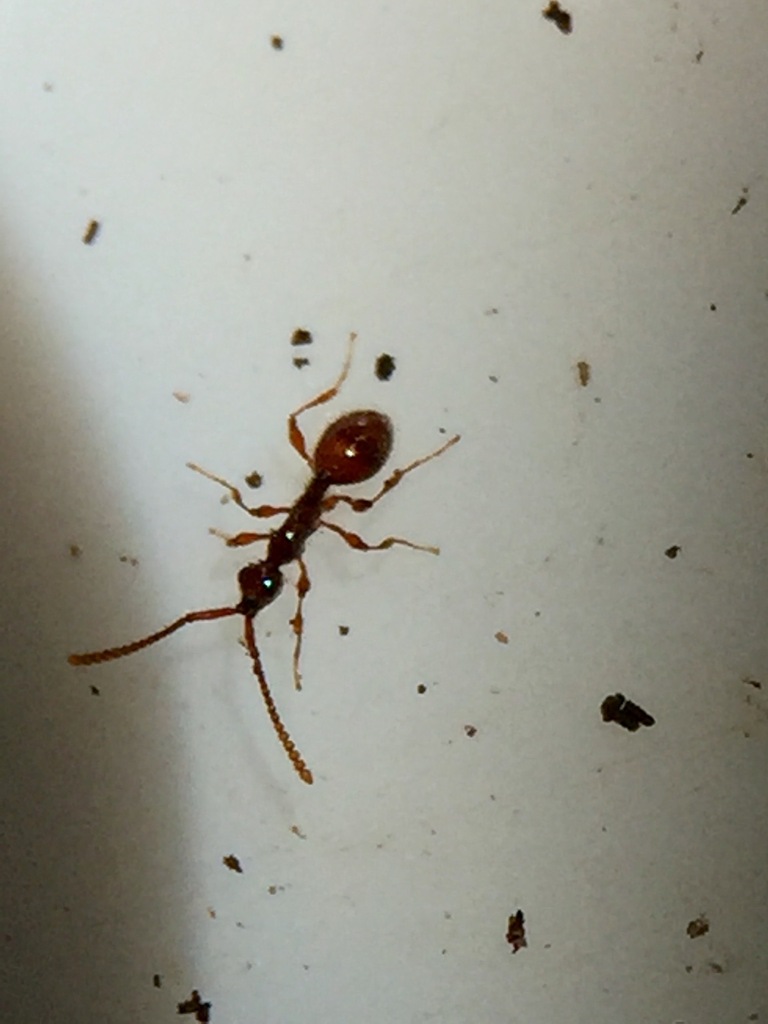 Betyla fulva