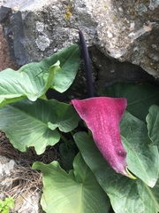 Arum palaestinum