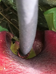 Arum palaestinum