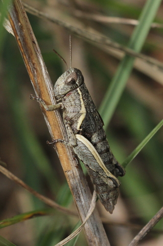 Common Maquis Grasshopper