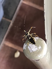 Zelus armillatus