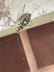 Zelus armillatus