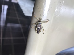 Zelus armillatus