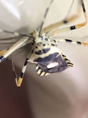 Zelus armillatus