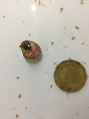 Clibanarius tricolor