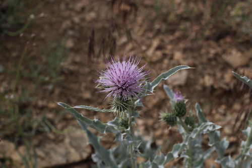 Barneby's thistle (Cirsium barnebyi)