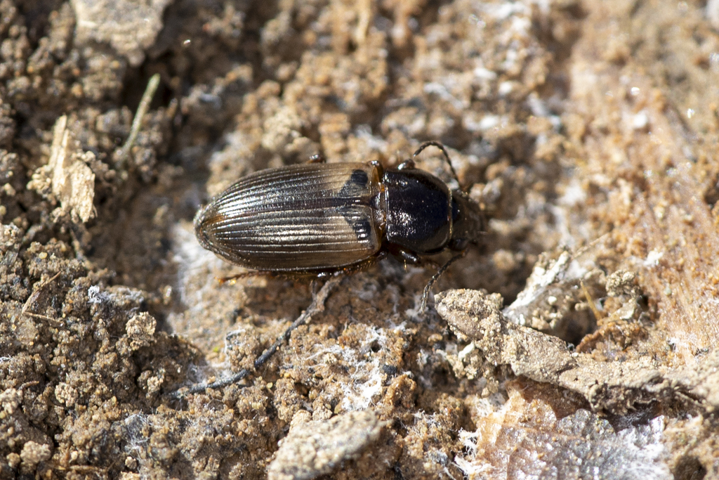 Anisodactylus alternans