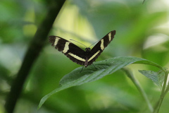 Heliconius pachinus
