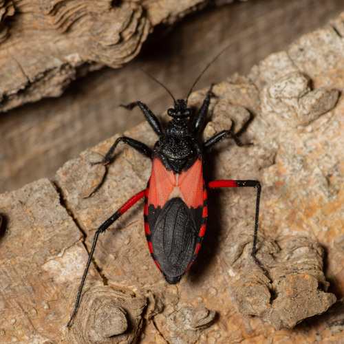 Eastern White-winged Assassin