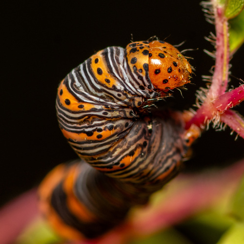 Beautiful Wood-nymph photo 5