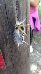 Halysidota ruscheweyhi