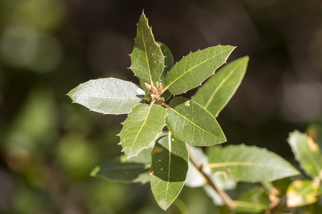 interior live oak