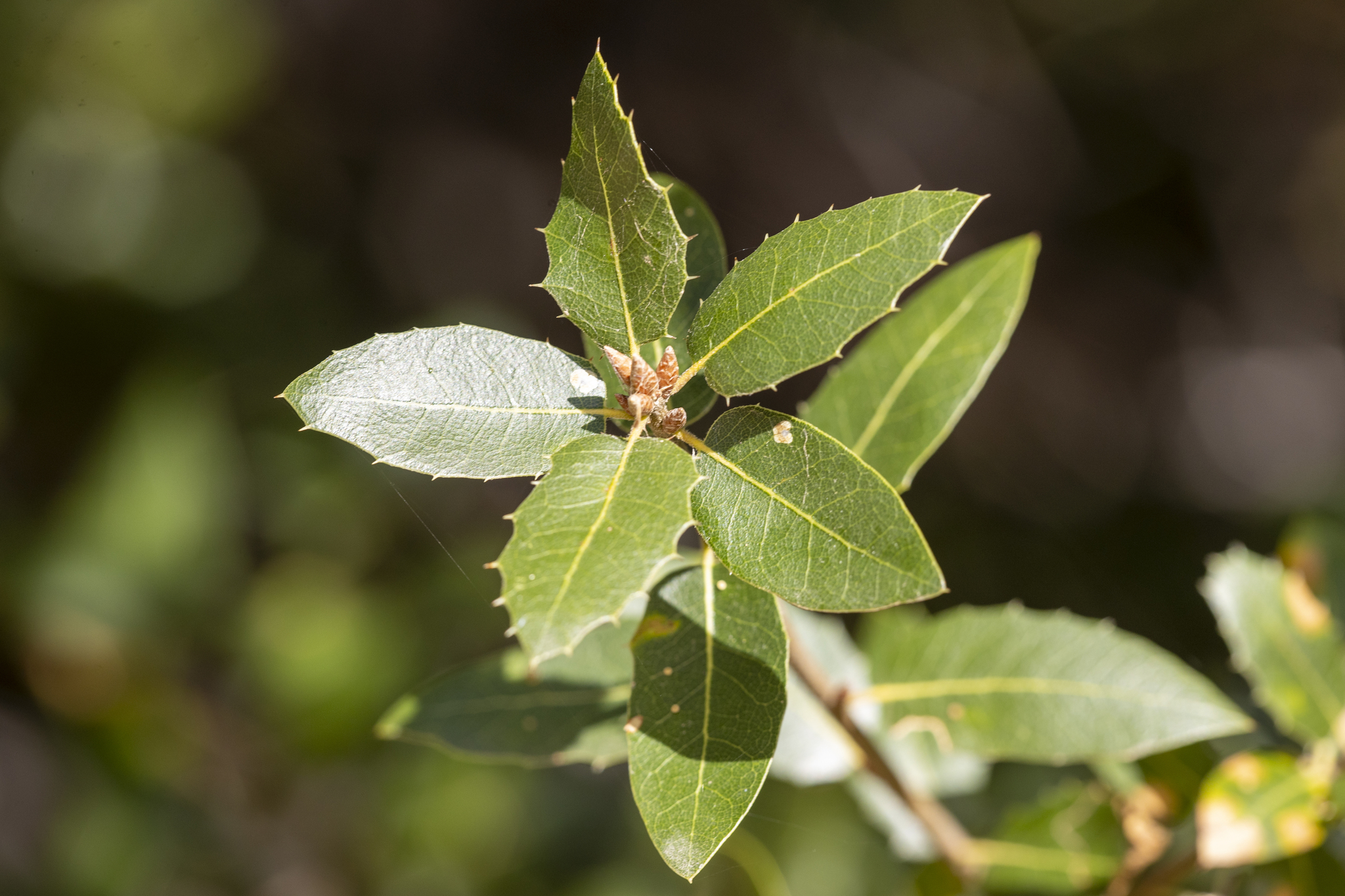 Quercus wislizeni