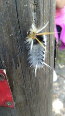 Halysidota ruscheweyhi