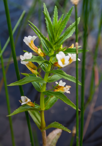 Hedge-hyssop