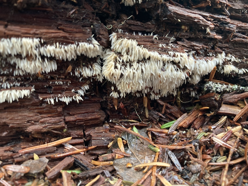 swarming spine