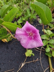 Ipomoea pes-caprae image