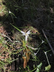 Rhynchospora colorata