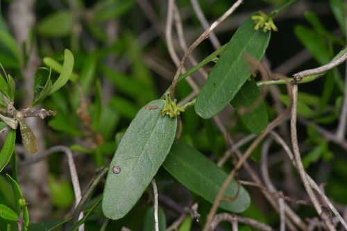 Image of Nephroia diversifolia by (c) Michelle W. （鍾偉瑋）, some rights reserved (CC BY)