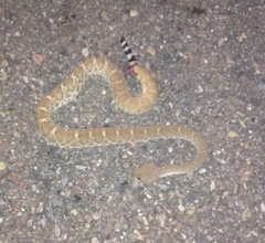 Crotalus ruber ruber
