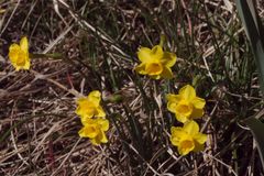Narcissus assoanus