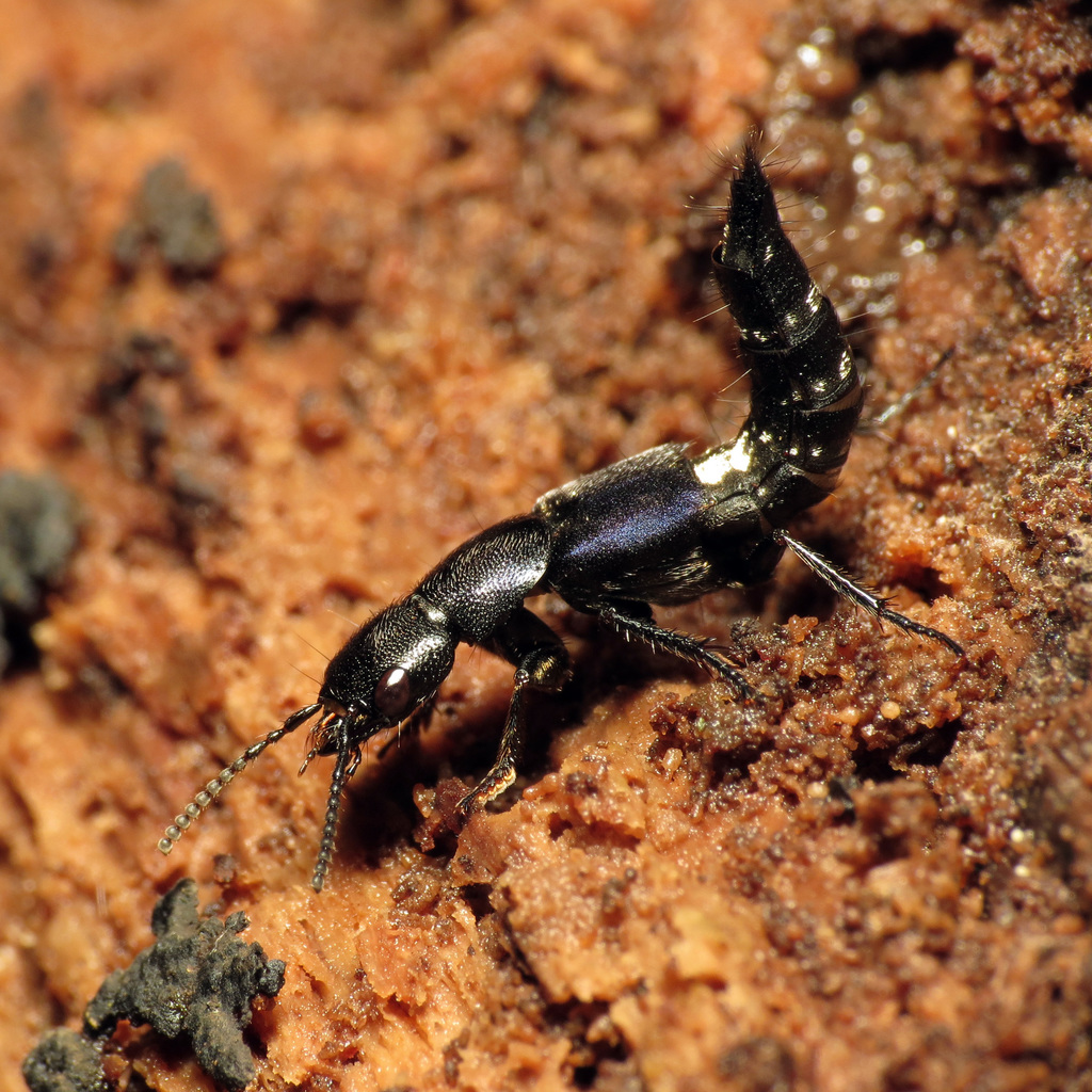 Platydracus violaceus