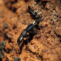 Platydracus violaceus