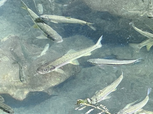 Taiwanese schraapkarper (Onychostoma barbatulum) — Cyprinidae — 5