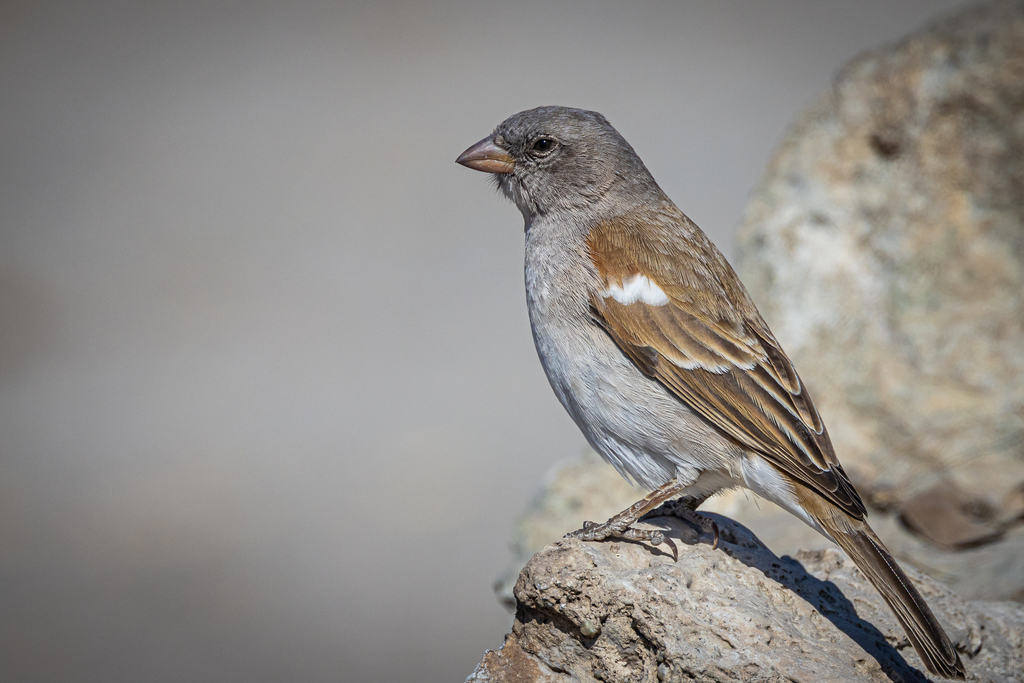 Southern Gray-headed Sparrow (Passer diffusus) photo