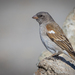 Southern Gray-headed Sparrow - Photo (c) Tristan Scholze, some rights reserved (CC BY-NC), uploaded by Tristan Scholze