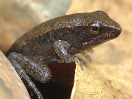Australian wood frog, Hylarana daemeli