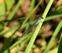 Pseudagrion salisburyense