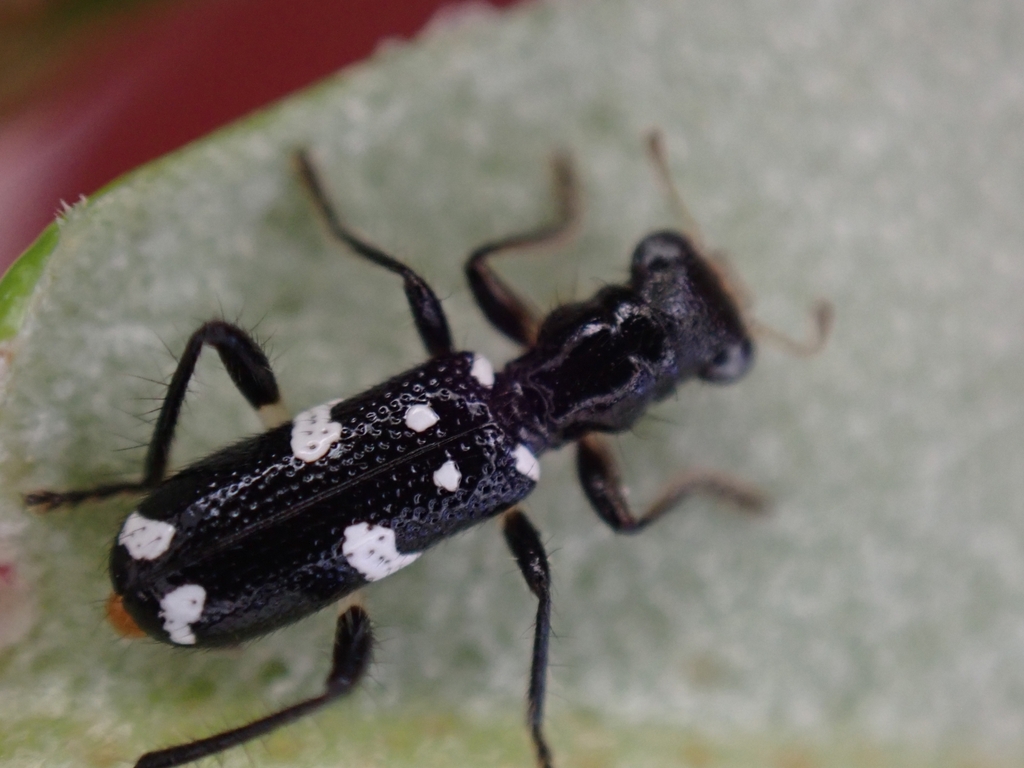 Lemidia eborea