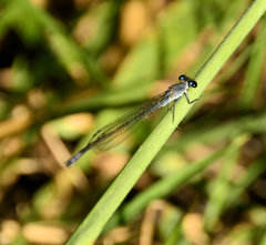 Pseudagrion salisburyense