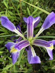 Iris brevicaulis