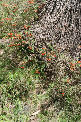 Image of Chorizema dicksonii by (c) Benjamin Anderson, some rights reserved (CC BY)